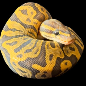 Leopard Hypo 50% Het Pied FEMALE (24-01-06)