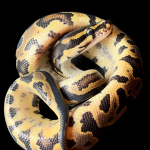 Leopard Het Hypo 50% Het Pied FEMALE (24-01-02)