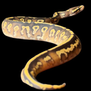 Leopard Mojave Yellowbelly Het Hypo 50% Het Pied MALE (24-01-05)