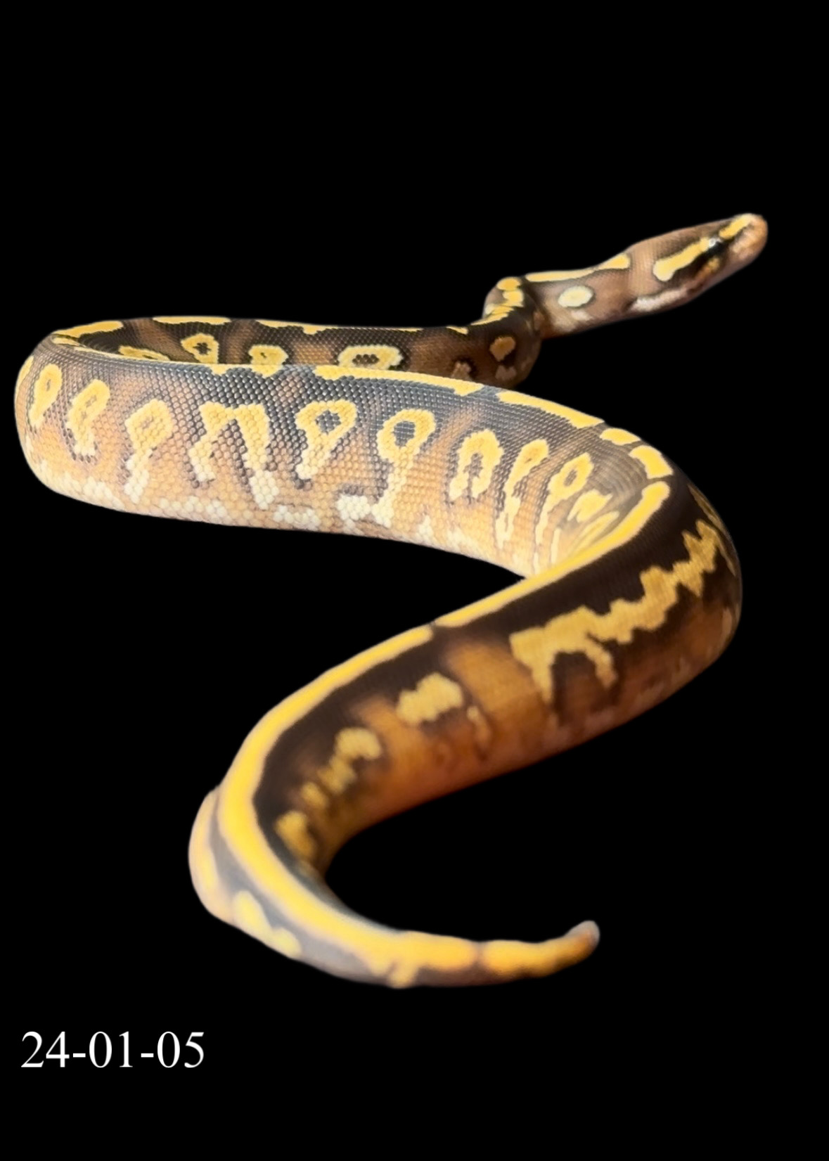 Leopard Mojave Yellowbelly Het Hypo 50% Het Pied MALE (24-01-05)