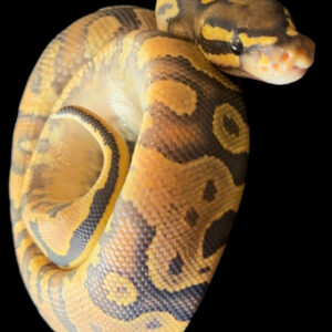 Yellowbelly Hypo 50% Het Pied FEMALE (24-01-07)