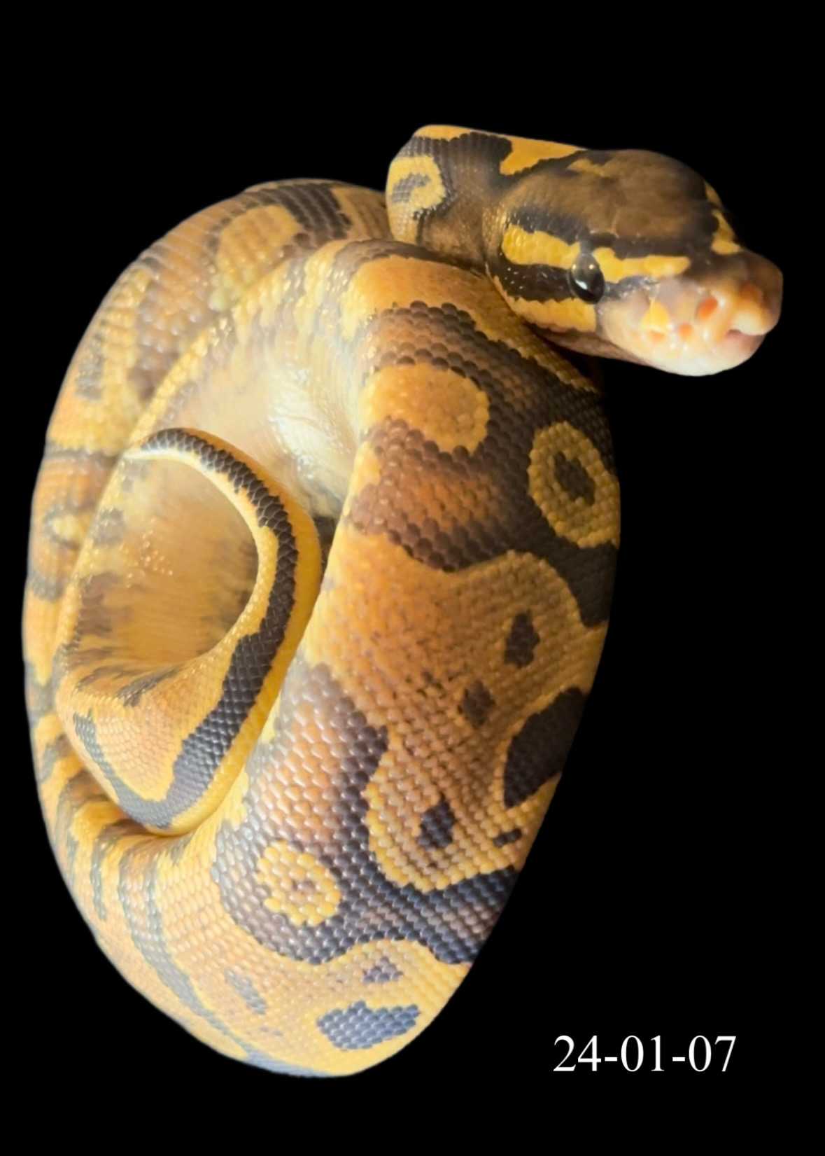 Yellowbelly Hypo 50% Het Pied FEMALE (24-01-07)