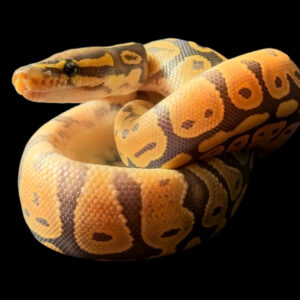 Yellowbelly Hypo 50% Het Pied - FEMALE (24-01-01)