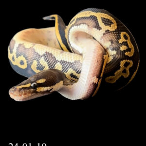 Leopard Mojave Het Hypo 50% Het Pied MALE (24-01-10)
