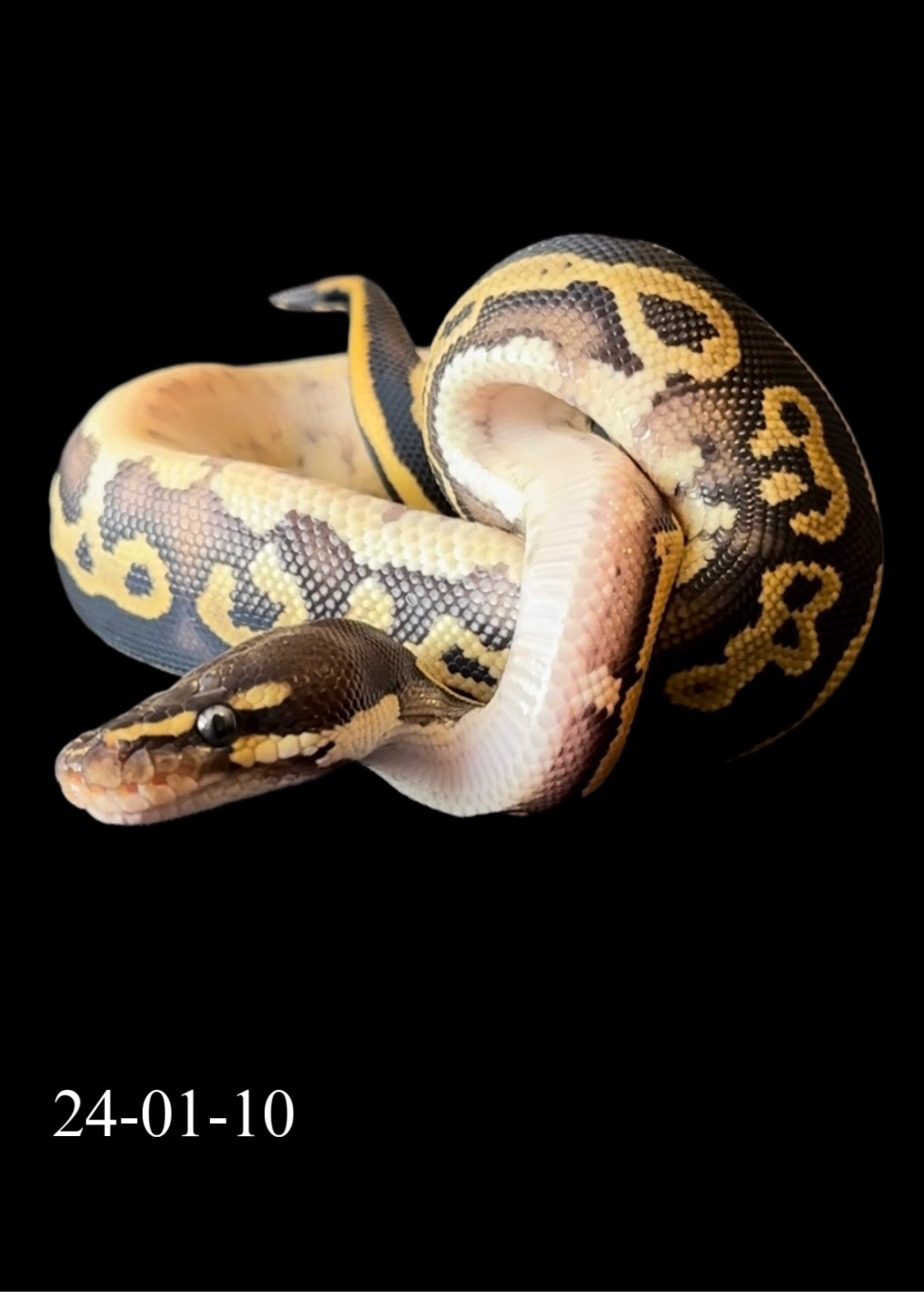 Leopard Mojave Het Hypo 50% Het Pied MALE (24-01-10)