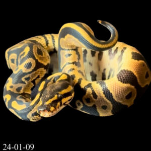 Leopard Het Hypo 50% Het Pied FEMALE (24-01-09)