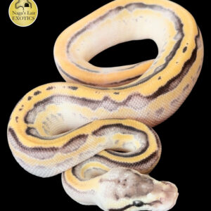 Pastel Enchi Super Stripe - FEMALE - 24-02-02