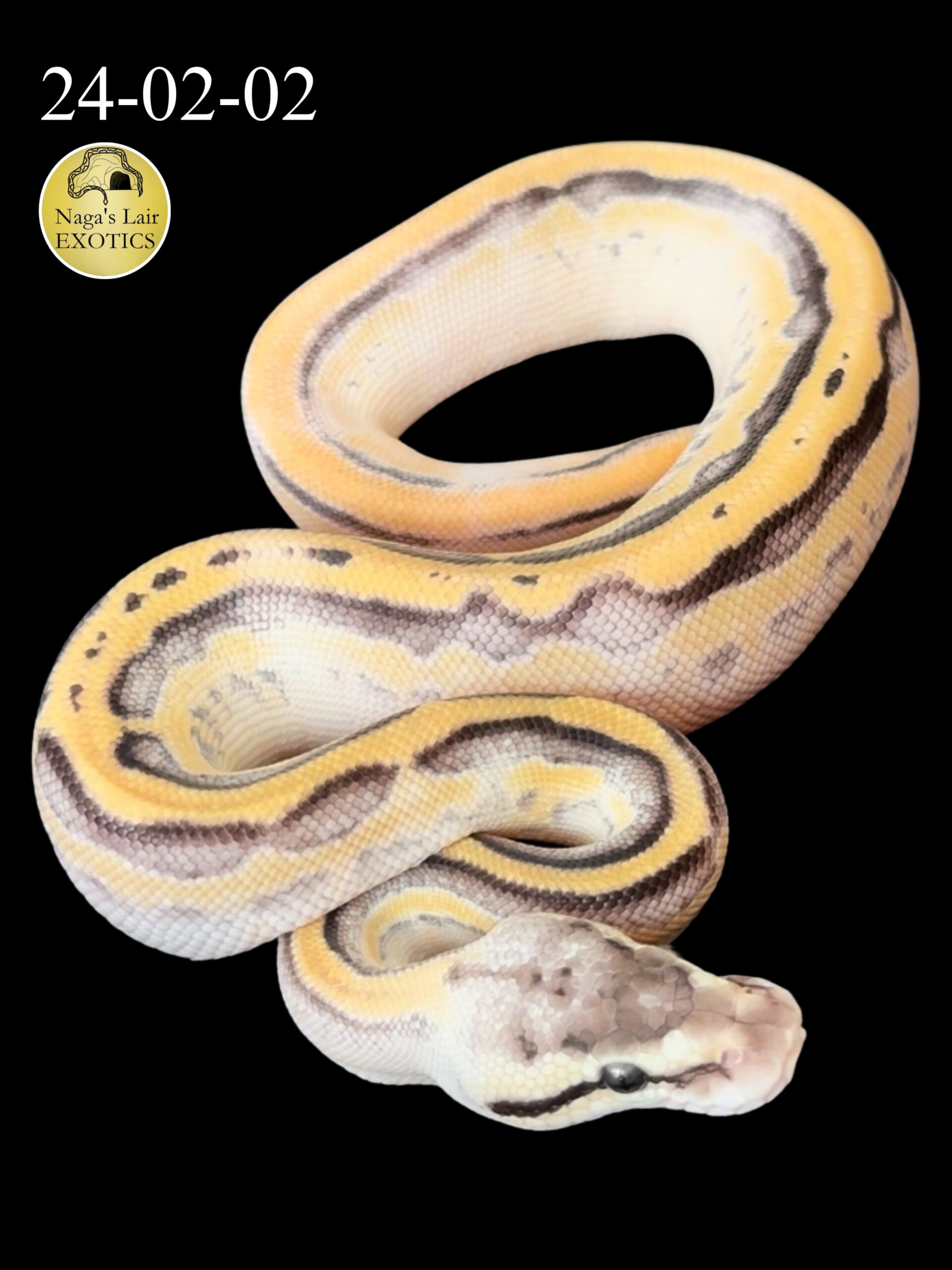 Pastel Enchi Super Stripe - FEMALE - 24-02-02
