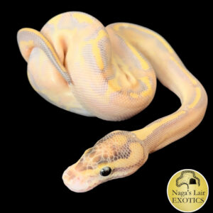 Leopard Enchi Highway