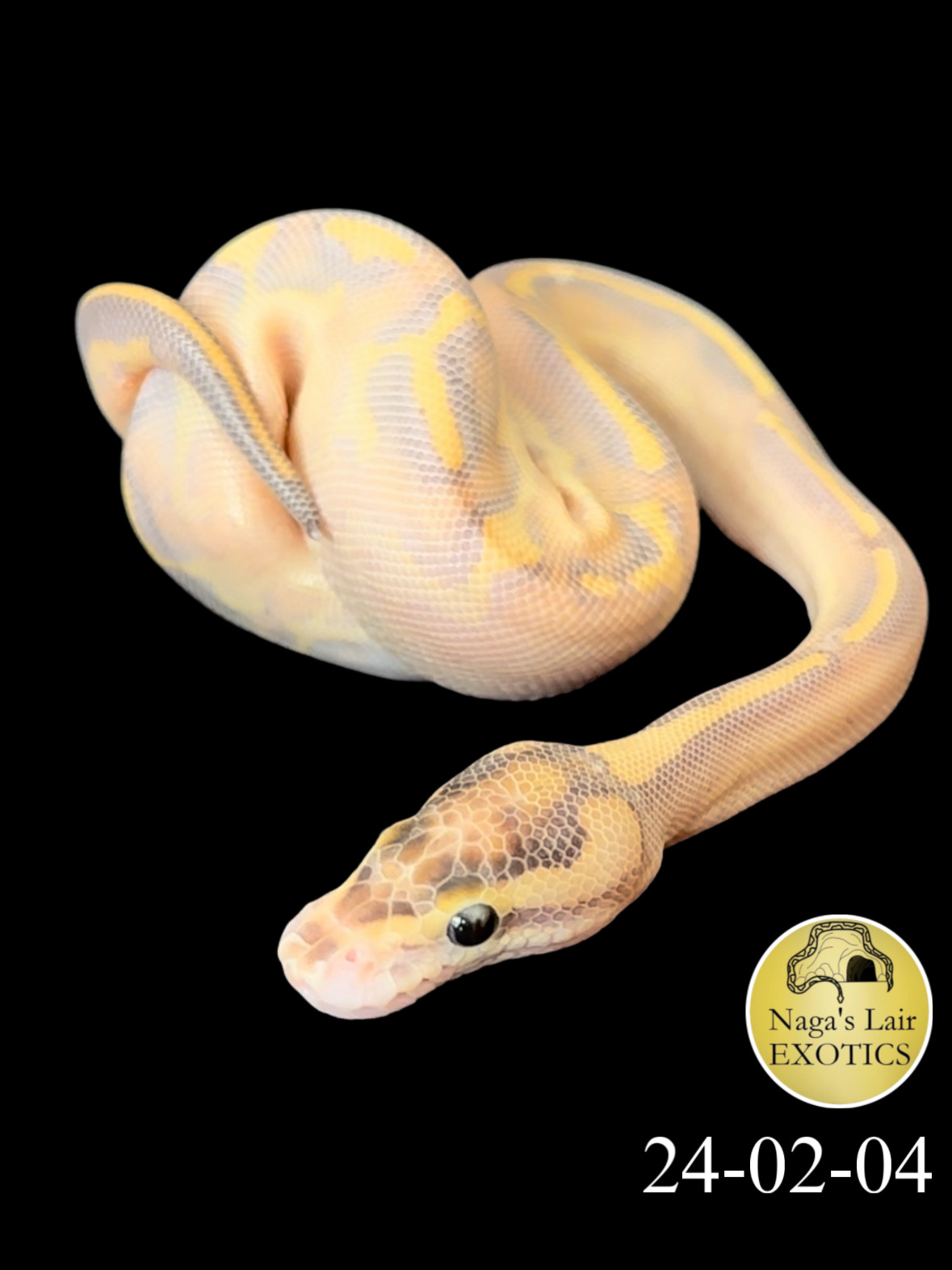 Leopard Enchi Highway