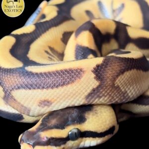 Leopard Super Stripe - MALE (24-02-08)