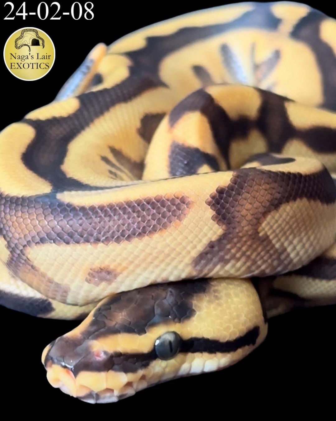 Leopard Super Stripe - MALE (24-02-08)