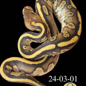 Cypress YB Fire Het Clown - MALE