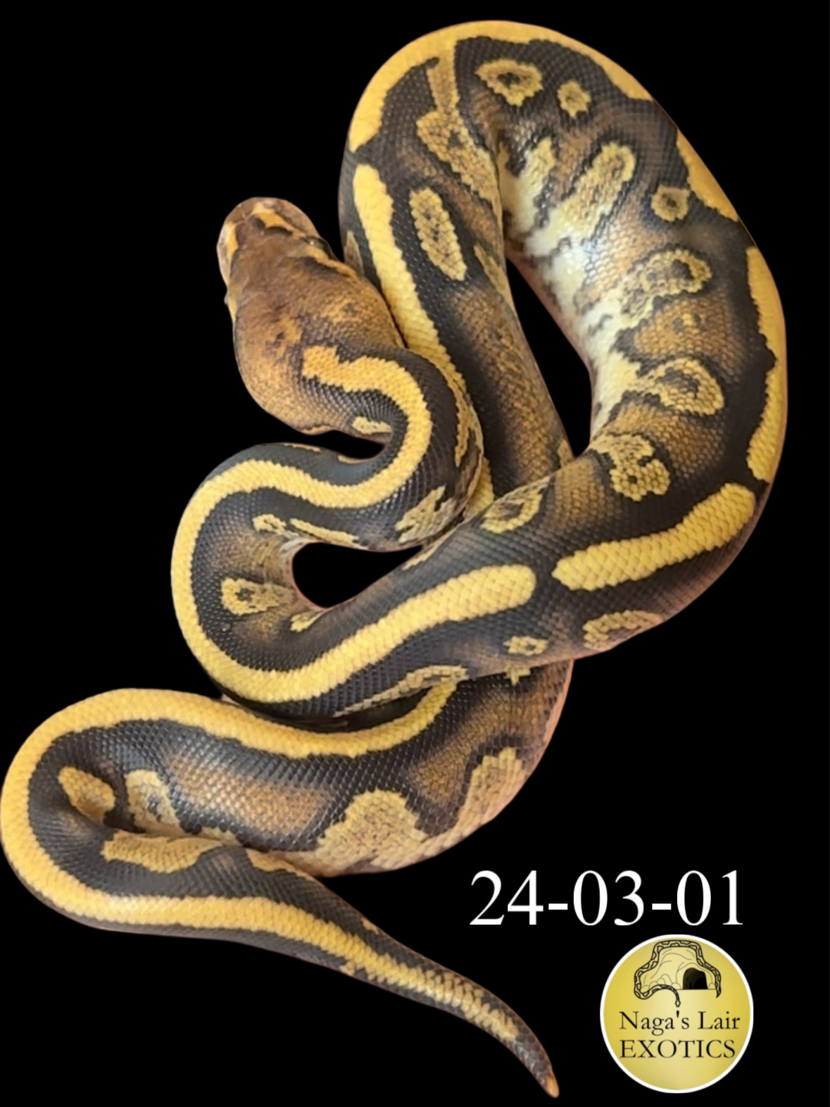 Cypress YB Fire Het Clown - MALE