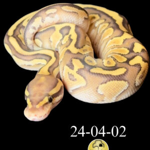Vanilla Lesser Leopard Double Het Hypo & Clown