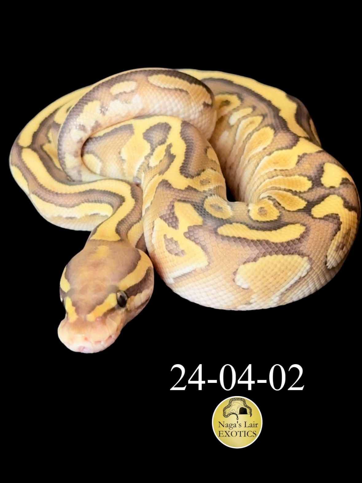 Vanilla Lesser Leopard Double Het Hypo & Clown