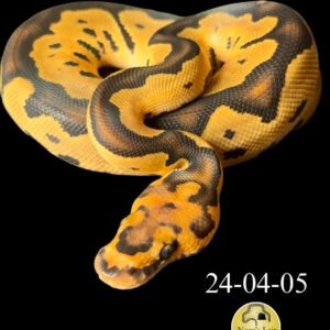 Leopard Clown Het Hypo