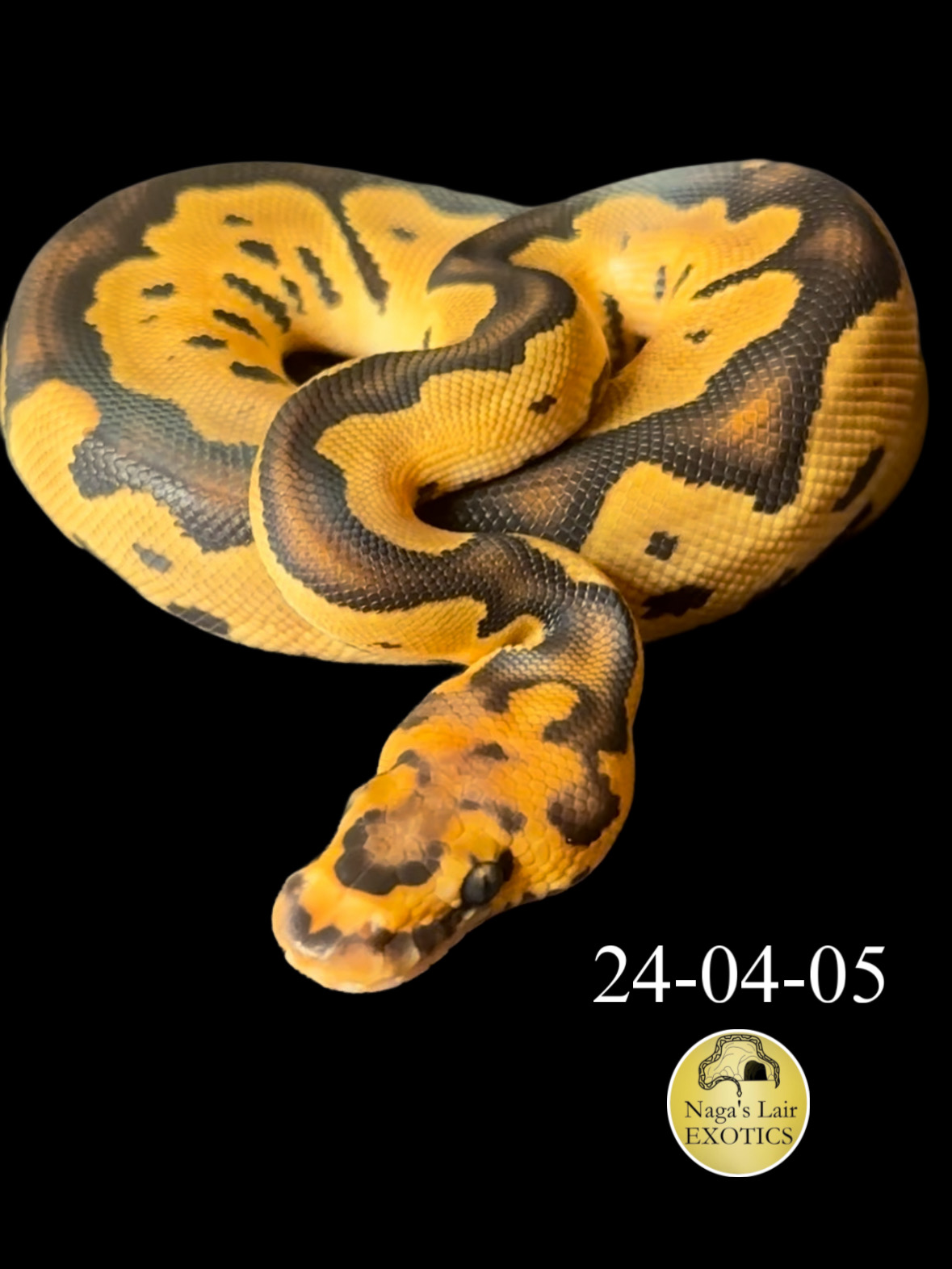 Leopard Clown Het Hypo