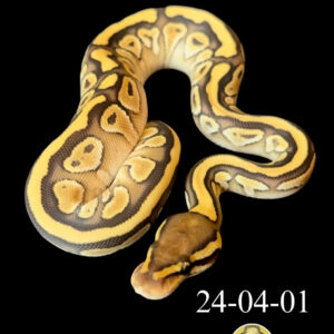 Vanilla Lesser Double Het Hypo & Clown
