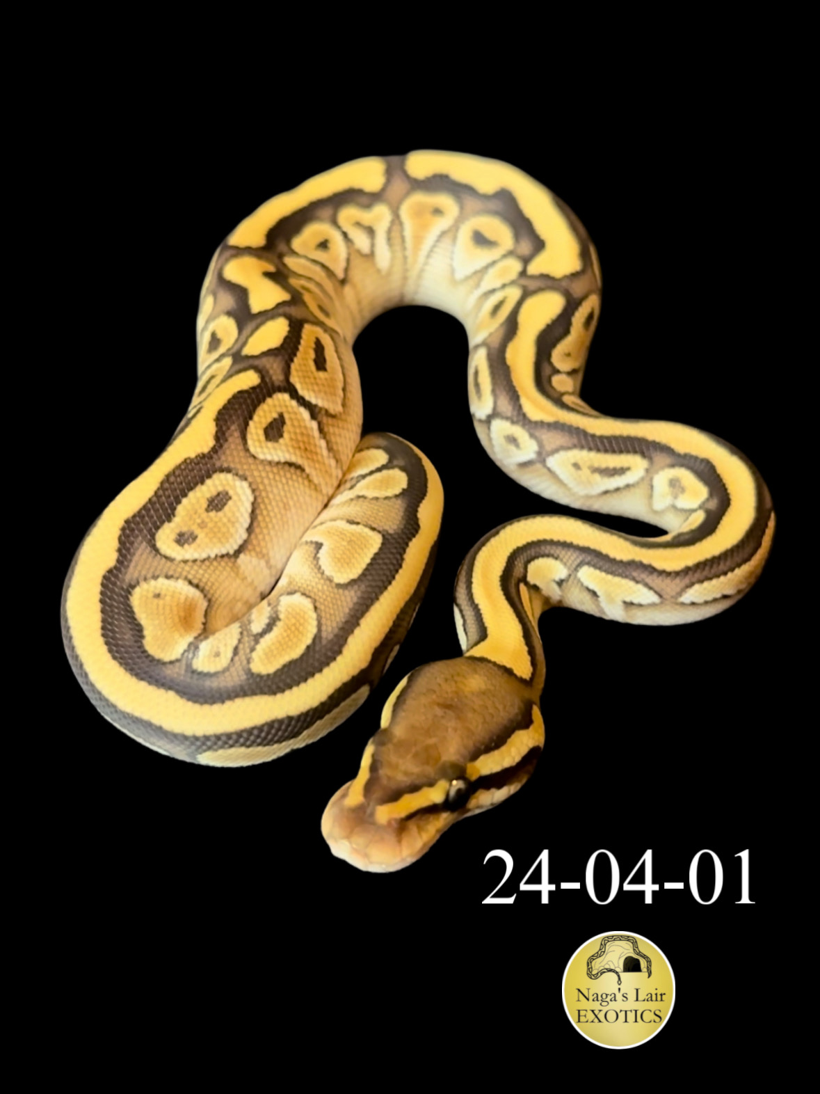 Vanilla Lesser Double Het Hypo & Clown